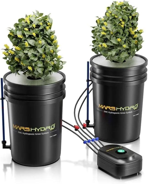 Growing Cilantro Indoors hydroponics