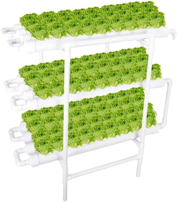 Growing Basil Indoors hydroponics
