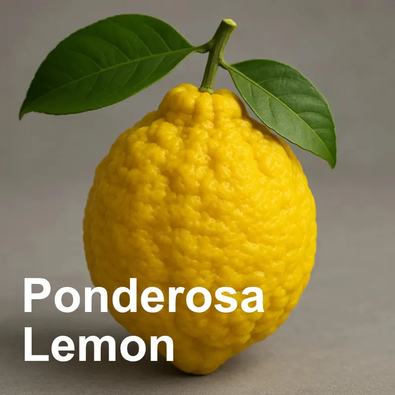 meyor lemon for hydroponics